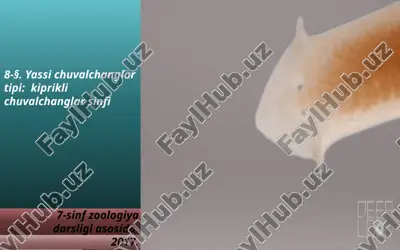 yassi chuvalchanglar tipi kiprikli chuvalchanglar sinfi. 7- sinf — ZIP