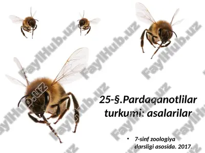 pardaqanotlilar turkumi asalarilar. 7- sinf — ZIP