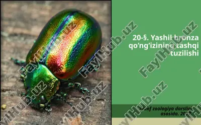 yashil bronza qo‘ng‘izining tashqi tuzilishi. 7- sinf — ZIP
