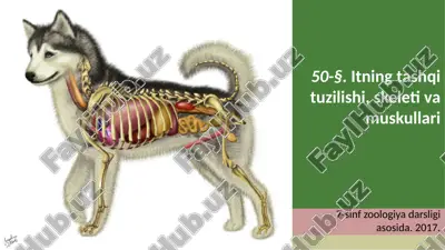 itning tashqi tuzilishi, skeleti va muskullari. 7- sinf — ZIP