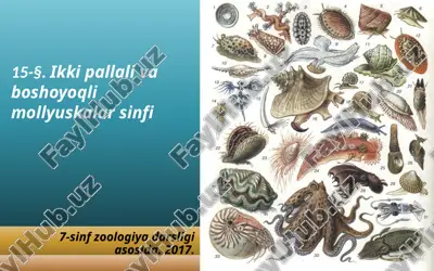 ikki pallali va boshoyoqli mollyuskalar sinfi. 7- sinf — ZIP