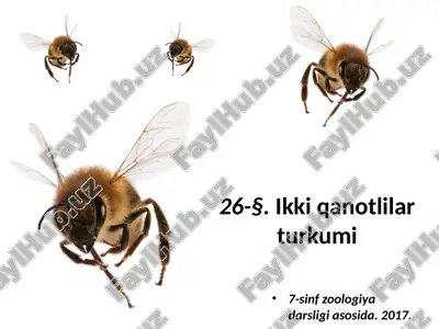 ikki qanotlilar turkumi. 7- sinf — ZIP