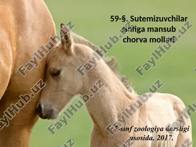 sutemizuvchilar sinfiga mansub chorva mollari. 7- sinf — ZIP