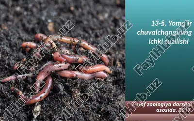 yomg‘ir chuvalchangining ichki tuzilishi. 7- sinf — ZIP