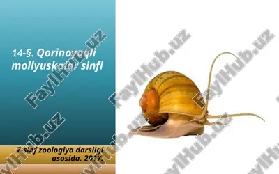 qorinoyoqli mollyuskalar sinfi. 7- sinf — ZIP