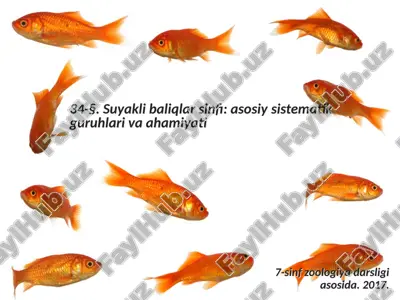 suyakli baliqlar sinfi asosiy sistematik guruhlari va ahamiyati. 7- sinf — ZIP