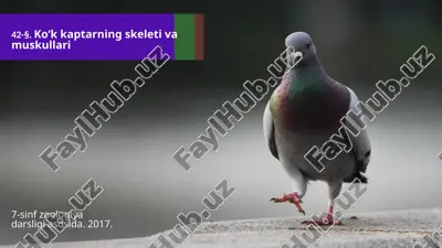 ko‘k kaptarning skeleti va muskullari. 7- sinf — ZIP