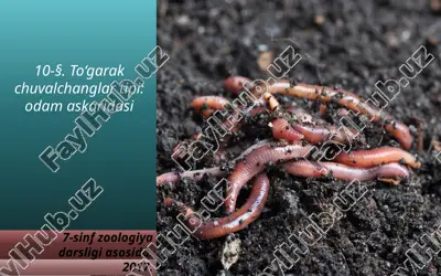 to‘garak chuvalchanglar tipi odam askaridasi. 7- sinf — ZIP