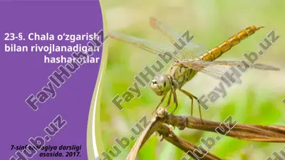 chala o‘zgarish bilan rivojlanadigan hasharotlar. 7- sinf — ZIP