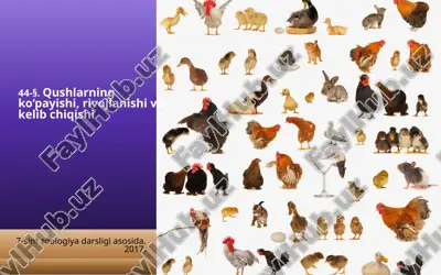 qushlarning ko‘payishi, rivojlanishi va kelib chiqishi. 7- sinf — ZIP