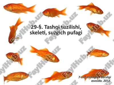 baliqlarning tashqi tuzilishi, skeleti, suzgich pufagi. 7- sinf — ZIP