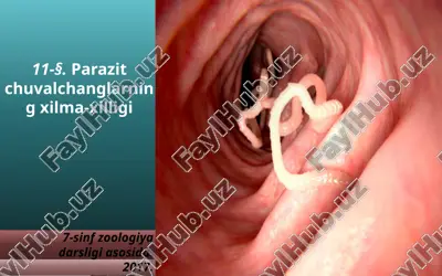 parazit chuvalchanglarning xilma-xilligi. 7- sinf — ZIP
