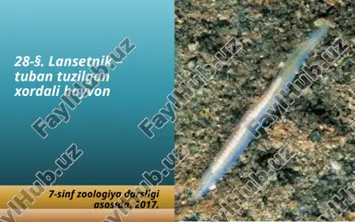 lansetnik – tuban tuzilgan xordali hayvon. 7- sinf — ZIP