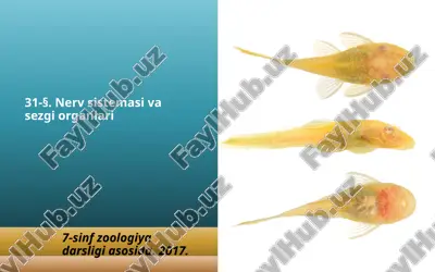 nerv sistemasi va sezgi organlari. 7- sinf — ZIP