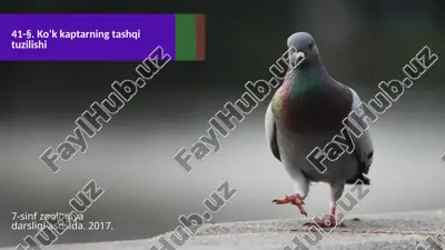 ko‘k kaptarning tashqi tuzilishi. 7- sinf — ZIP