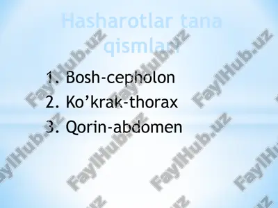 hasharotlar tana qismlari — PPTX