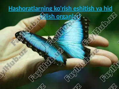 hashoratlarning ko'rish eshitish va hid bilish organlari — PPTX