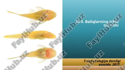 baliqlarning ichki tuzilishi. 7- sinf — PPTX