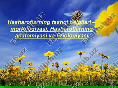 hasharotlarning tashqi belgilari – morfologiyasi. hasharotlarning anatomiyasi va fiziologiyasi — PPTX