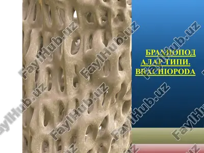 брахиоподалар типи. brachiopoda — PPTX