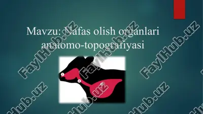 nafas olish organlari anatomo-topografiyasi — PPTX