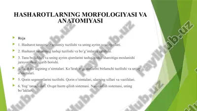 hasharotlarning morfologiyasi va anatomiyasi — PPTX