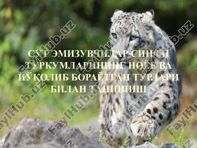 сут эмизувчилар синфи туркумларининг ноёб ва йўқолиб бораётган турлари билан танишиш — PPTX