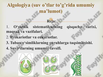 algologiya (suv o’tlar to’g’rida umumiy ma’lumot) — PPTX