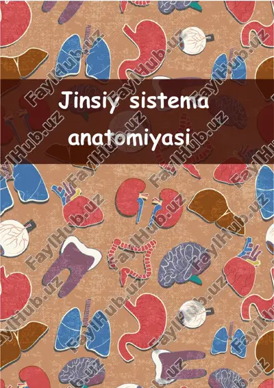 jinsiy sistema anatomiyasi — PDF