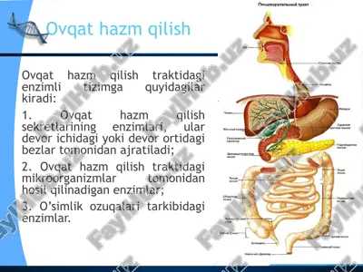 ovqat hazm qilish pishevaritelnaya sistema cheloveka — PPTX