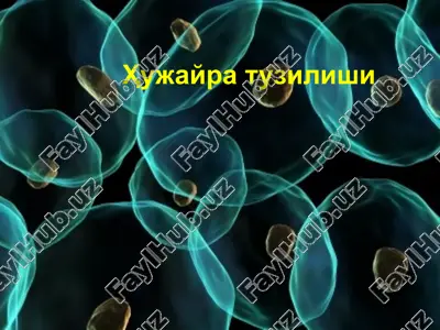 hujayra tuzilishi — PPTX