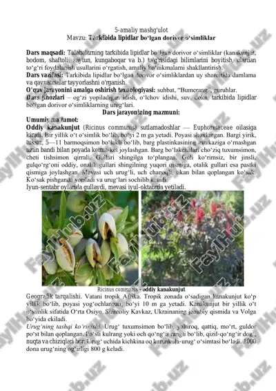 oddiy kanakunjut (ricinus communis) — PDF