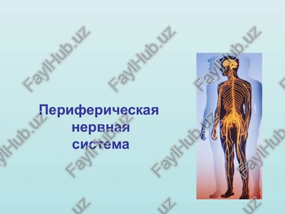 perifericheskaya nervnaya sistema — PPTX
