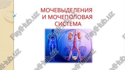 mochevideleniyai mochepolovayasistema — PPTX