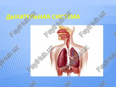 dixatelnaya sistema — PPTX