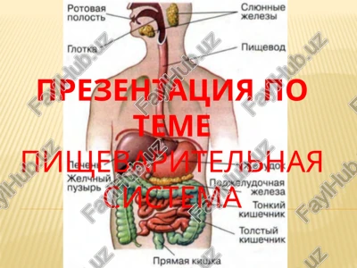 prezentatsiya po teme "pishevaritelnaya sistema" — PPTX