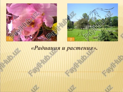 radiatsiya i rasteniya — PPT