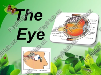 theeye — PPT