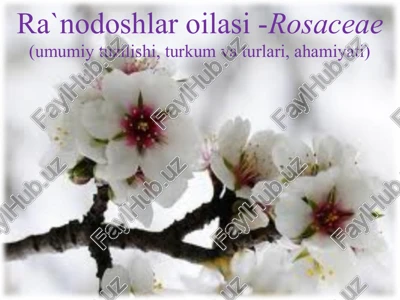 ra`nodoshlaroilasi-rosaceae — PPTX