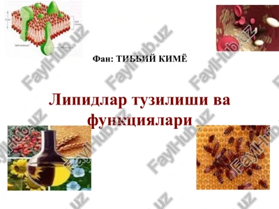 lipidlar tuzilishi va funktsiyalari — PPTX