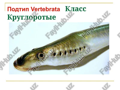 vertebrata — PPTX