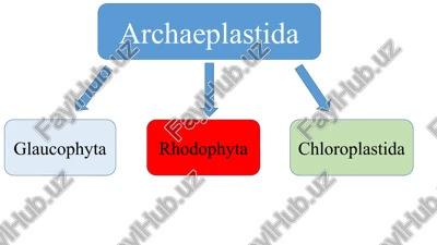 archaeplastida — PPTX