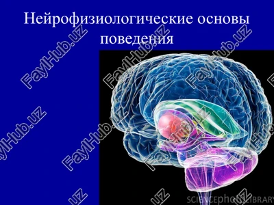neyrofiziologicheskie osnovi povedeniya — PPTX