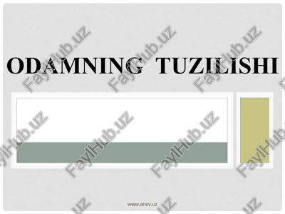 odamning tuzilishi — PPT