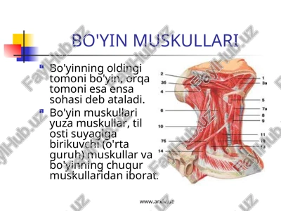 bo'yin muskullari — PPT