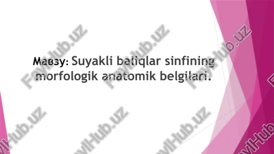 suyaklibaliqlarsinfiningmorfologikanatomikbelgilari — PPTX