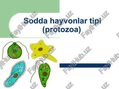 sodda hayvonlar tipi (protozoa) — PPT