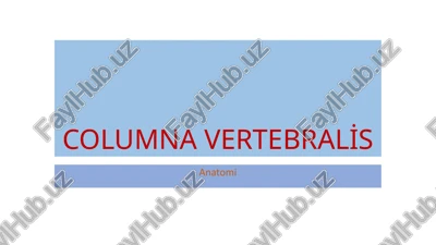 columna vertebralis — PPTX