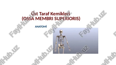 üst taraf kemikleri(ossa membri superioris) — PPTX