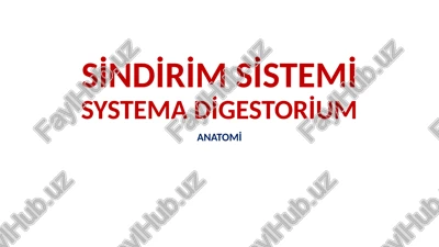 sindirim sistemi — PPTX